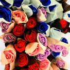 Best Rose in Frederick, MD